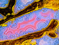 Fortification pattern in Dinosaur Bone