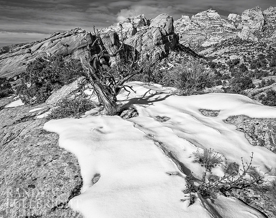 Juniper snag and Split Mountain