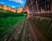 New growth at Tiger Wall