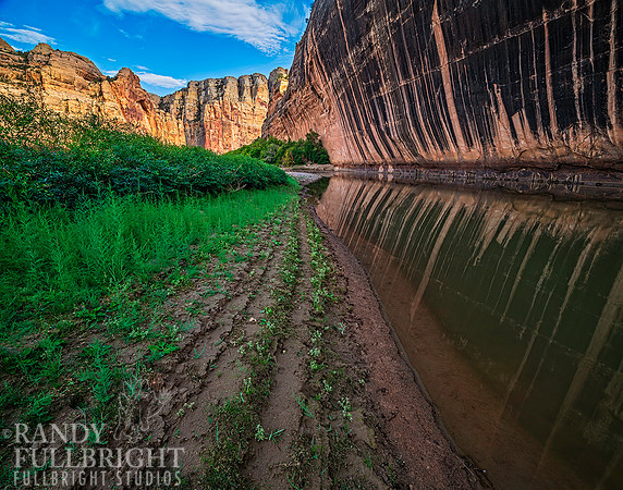 New growth at Tiger Wall