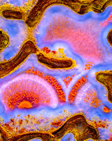 Pink Dinosaur bone 6
