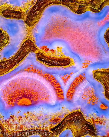 Pink Dinosaur bone 6