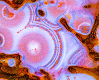 Pink Dinosaur bone 15