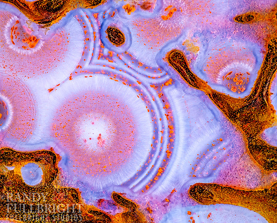 Pink Dinosaur bone 15