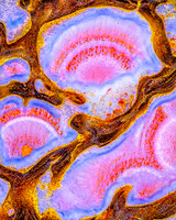 Pink Dinosaur bone 3