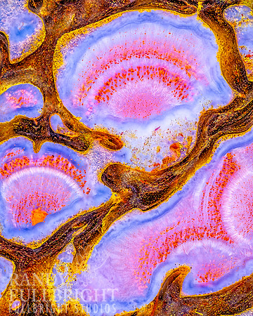 Pink Dinosaur bone 3