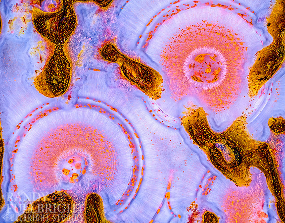Pink Dinosaur bone 34
