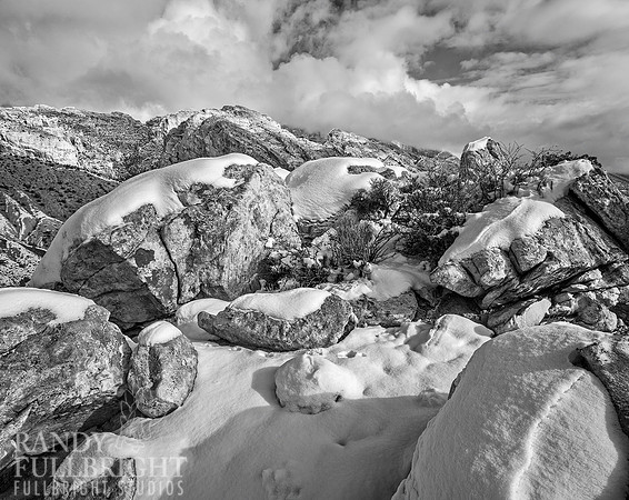 Rabbit tracks in the snow