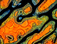 Dinosaur Bone