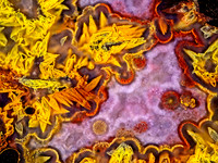 Pink and yellow dinosaur bone 10