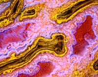 Pink and yellow Dinosaur Bone 1