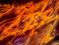 petrified Wood