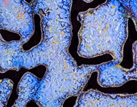 Blue Dinosaur Bone
