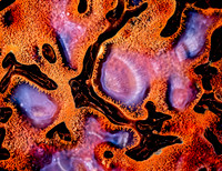 Dinosaur Bone with filaments