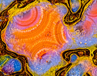 Pink and blue Dinosaur Bone 3