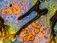 Dinosaur bone with yellow moss